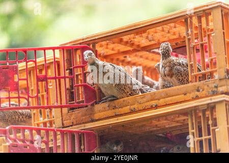 Baby Fasane werden freigelassen Stockfoto