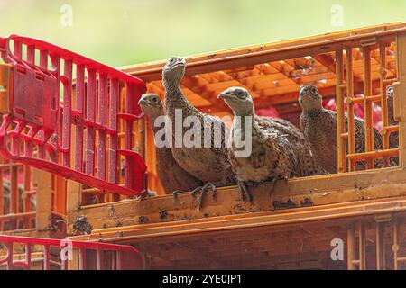 Baby Fasane werden freigelassen Stockfoto