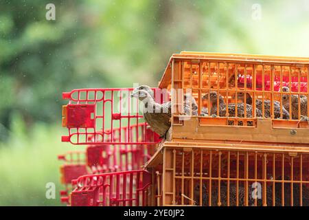 Baby Fasane werden freigelassen Stockfoto