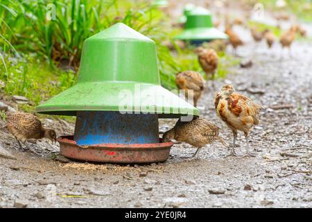 Fasane auf einem Schießplatz, die sich an einem Feeder ernähren Stockfoto