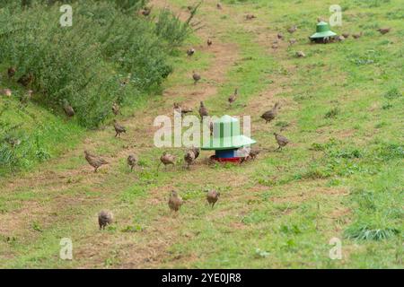 Fasane auf einem Schießplatz, die sich an einem Feeder ernähren Stockfoto