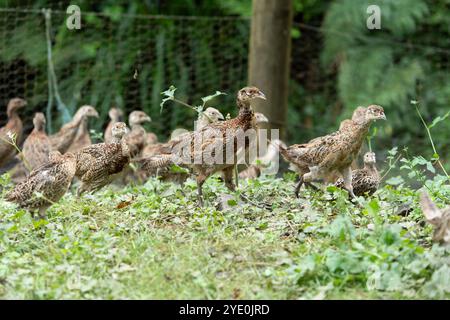 Fasanenkugeln, die auf dem Land herumlaufen Stockfoto