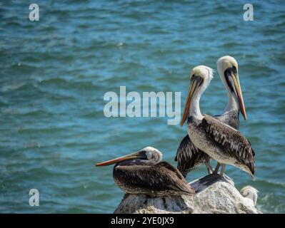 Nahaufnahme von drei peruanischen Pelikanen, braunen Pelikanen, die auf einem Felsen mit blauem Meer im Hintergrund ruhen, und Kopierraum in Viña del Mar, Chile, Süd-am Stockfoto