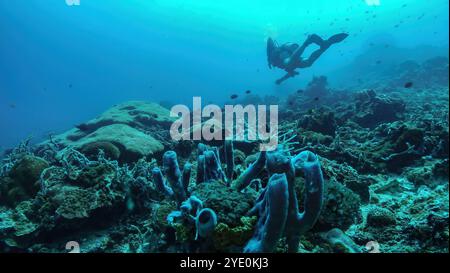 Taucher erkunden ein wunderschönes Korallenriff voller bunter Schwämme und Meereslebewesen im klaren blauen Wasser von bali, indonesien Stockfoto