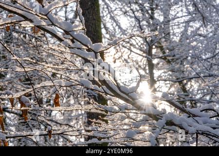 Schneebedeckte Bäume, die Sonne scheint durch die Äste Stockfoto