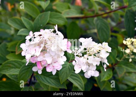 Der Käfer kriecht über die Blüten der Hortensie, bekannt als Little Lamb. Die Blüte ist weiß mit zartem Rosa, gemischt zwischen den Blütenblättern. Stockfoto