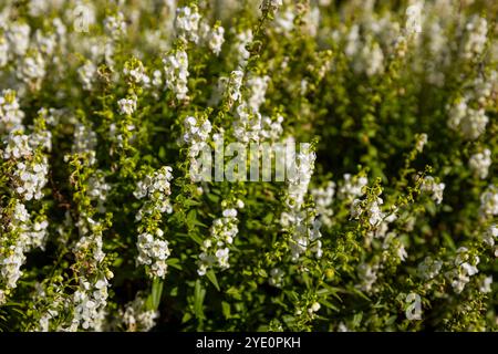 Angelonia angustifolia, der Sommer-snapdrache, ist eine mehrjährige Pflanzenart aus der Familie der Plantaginaceae. Stockfoto