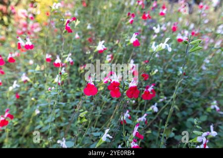 Schöne weiß-rote bunte Blüten von Babysalbei oder Graham's Salbei oder Schwarzer Johannisbeersalbei (Salvia microphylla) aus nächster Nähe Stockfoto