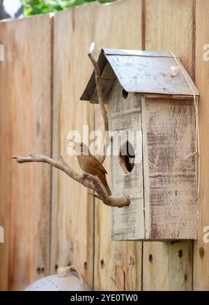 Ein Vogel, der auf einem Ast vor einem hölzernen Vogelhaus in einem Garten sitzt Stockfoto