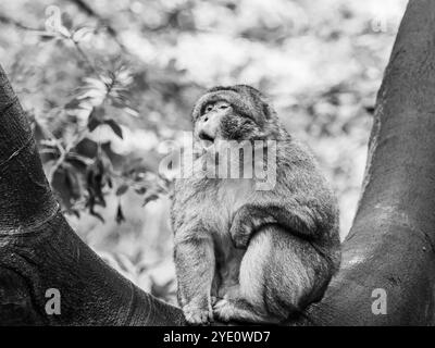 Ein Schwarzweißbild eines Berbermakaken, der in einer Baumkurve sitzt. Stockfoto