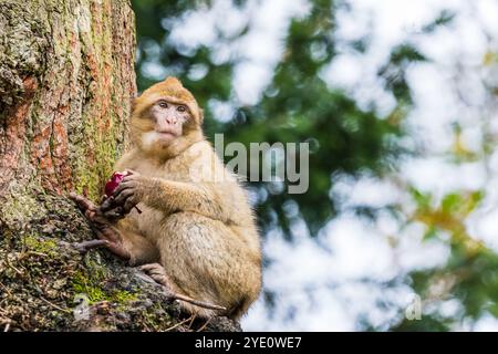 Nahaufnahme eines jungen Berbermakaken in einem Baum, der Früchte isst, während er hinunterblickt. Stockfoto