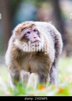 Ein weiblicher Berbermakak unterwegs, während er seine Jungen noch in einem Baum spielen sieht. Stockfoto