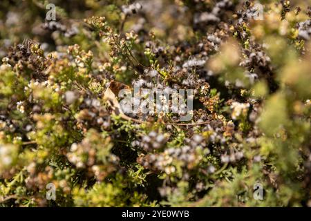 Heilende Eigenschaften von Eriocephalus africanus: Die Wildblume des Apothekers Stockfoto