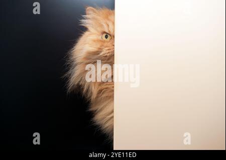 Eine neugierige flauschige orangene Katze, die hinter einem Hintergrund mit einem sichtbaren Auge blickt, schafft einen verspielten und geheimnisvollen Moment. Stockfoto