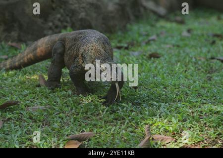 Morgens kriecht ein junger Komodo-Drache auf den Felsen Stockfoto