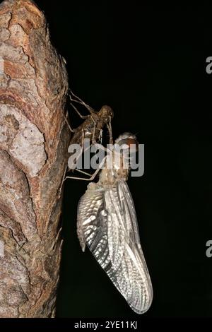 Libelle, die aus Nymphe-Exsuvia in der nächtlichen Insektenwelt im Frühling auftaucht. Stockfoto