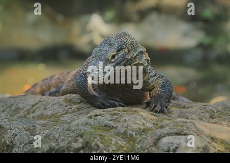 Morgens kriecht ein junger Komodo-Drache auf den Felsen Stockfoto