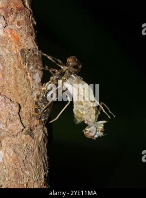 Libelle, die aus Nymphe-Exsuvia in der nächtlichen Insektenwelt im Frühling auftaucht. Stockfoto