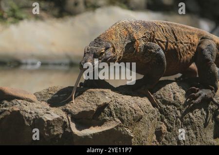 Morgens kriecht ein junger Komodo-Drache auf den Felsen Stockfoto