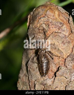 Libelle, die aus Nymphe-Exsuvia in der nächtlichen Insektenwelt im Frühling auftaucht. Stockfoto