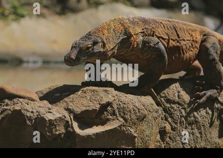 Morgens kriecht ein junger Komodo-Drache auf den Felsen Stockfoto