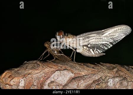 Libelle, die aus Nymphe-Exsuvia in der nächtlichen Insektenwelt im Frühling auftaucht. Stockfoto