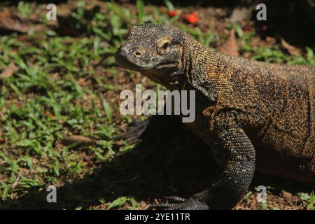 Morgens kriecht ein junger Komodo-Drache auf den Felsen Stockfoto