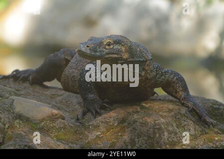 Morgens kriecht ein junger Komodo-Drache auf den Felsen Stockfoto