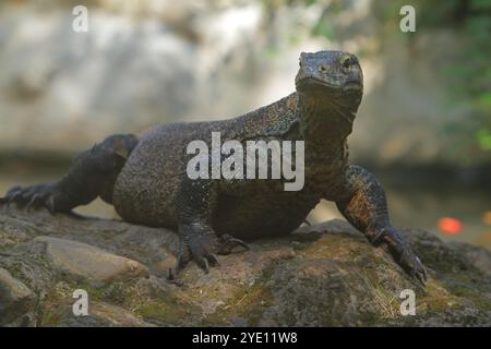 Morgens kriecht ein junger Komodo-Drache auf den Felsen Stockfoto