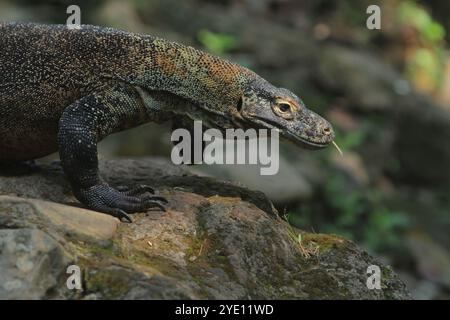 Morgens kriecht ein junger Komodo-Drache auf den Felsen Stockfoto