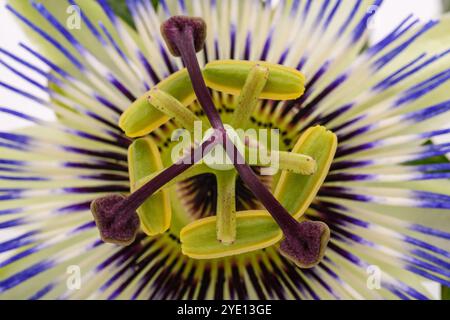 Passionsblume auf weißem Hintergrund Stockfoto