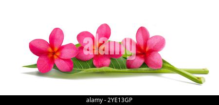 Rote Frangipani Blüten mit Blättern isoliert auf weiss Stockfoto