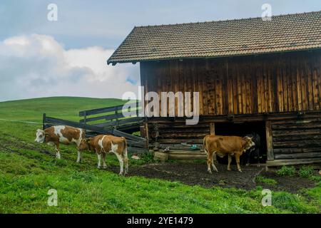 Kühe vor einer Scheune auf der Seiser Alm (Seiser Alm), der größten Hochalpenwiese Europas, UNESCO-Weltkulturerbe über dem Val Stockfoto
