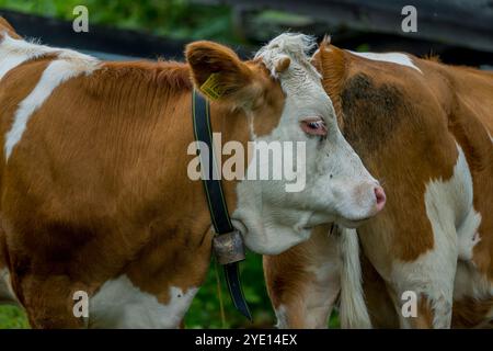 Kühe auf einer Wiese auf der Seiser Alm (Seiser Alm), der größten Hochalpenwiese Europas, UNESCO-Weltkulturerbe über dem Val Garden Stockfoto