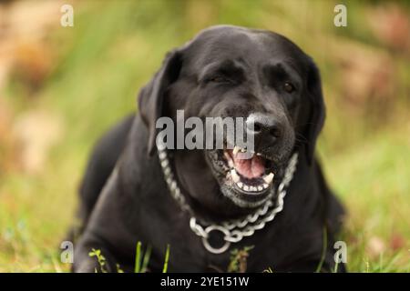 Labrador Retriever Hund auf grünem Gras Stockfoto