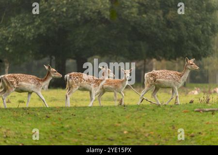 Eine Herde gemeiner Damhirsche (Dama dama), die sich an einem regnerischen Tag durch den Hackwood Park begeben. In Der Nähe Von Basingstoke, England Stockfoto