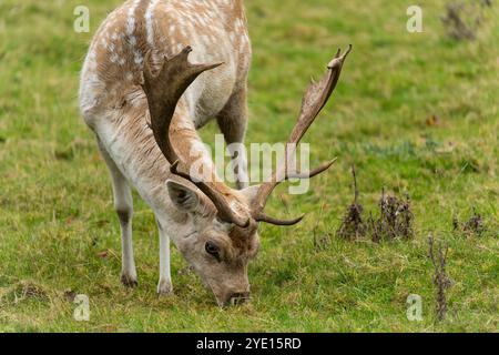 Ein männlicher Damhirsch (Dama dama) mit Palmatgeweih im Hackwood Park Anwesen in der Nähe von Basingstoke. Hampshire, Großbritannien Stockfoto