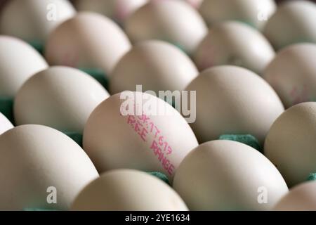 Seltene britische Araucana-Hühnereier in einem Karton mit dem Aufdruck „Free Range“ auf der Seite, England. Kopierbereich. Stockfoto