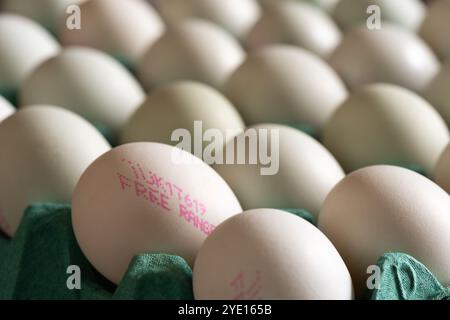 Seltene britische Araucana-Hühnereier in einem Karton mit dem Aufdruck „Free Range“ auf der Seite, England. Kopierbereich. Stockfoto