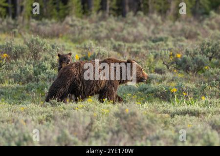 Grizzly Bear 399 und ihr Junges namens Spirit or Rowdy im Juni 2023. Das wäre das letzte Jungtier der 399er Jahre vor ihrem Tod Ende 2024. Grand Teton National Park Stockfoto