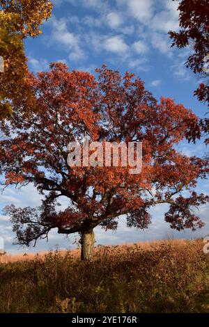 Ein großer Baum mit satten rot-orangen Blättern steht vor dem Hintergrund eines klaren, blauen Himmels und signalisiert die Herbstsaison. Stockfoto