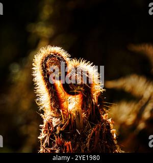 Nahaufnahme, ein Paar hinterleuchteter Farnwedel oder koru, die wie ein verliebtes Paar aussehen und gerade beginnen, sich in neuen Farnblättern zu entfalten, Aotearoa / Neuseeland Stockfoto