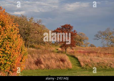 Ein einsamer Baum mit leuchtend rotem Laub steht inmitten eines Feldes aus hohem, goldenem Gras unter einem stimmungsvollen Himmel. Ein Weg durchquert die Landschaft. Stockfoto