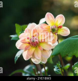 Wunderschöne rosa gelbe Dahlienblüten blühen im Sommergarten. Stockfoto