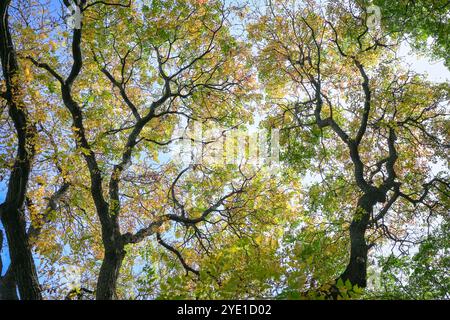 Die Blätter der Bäume werden in die Herbst- oder Herbstsaison übergehen. Blätter vor blauem Himmel, niedriger Blickwinkel. Stockfoto