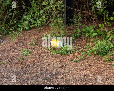 Kaffeetasse weggeworfen in der Natur. Der Plastikbecher zum Mitnehmen ist eine Umweltverschmutzung und ein gesellschaftliches Problem der Zivilisation. Stockfoto