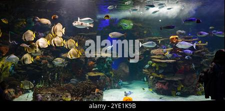 Ripley's Aquarium of Canada in Toronto Stockfoto