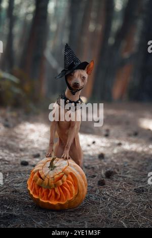 Ein amerikanischer Hairless Terrier trägt einen Hexenhut und sitzt mit einem geschnitzten Kürbis im Wald. Das Halloween-Design und das Kostüm sorgen für einen verspielten Look Stockfoto