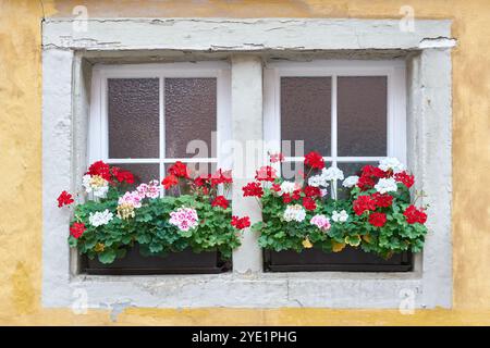 Fenster eines mittelalterlichen Hauses in der Altstadt von Rothenburg ob der Tauber in Deutschland mit blühenden Geranien Stockfoto