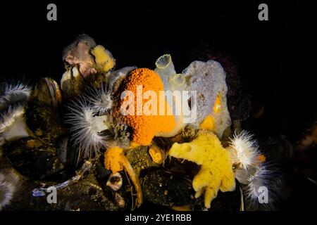 Meeresbewohner, darunter kurze Plumose Anemone, Kettentunicate und Pacific Transparent Sea Squirt, Port Orchard Marina, Port Orchard, Washington Stat Stockfoto